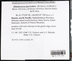 Dilutineuron fasciculare (Schrad. ex Hedw.) Bedn.-Ochyra, Sawicki, Ochyra, Szczecińska & Plášek, Bryophytes, Bryophytes - Russian Far East (excl. Chukotka & Kamchatka) (B20) (Russia)