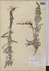 Artemisia ludoviciana Nutt., America (AMER) (Canada)