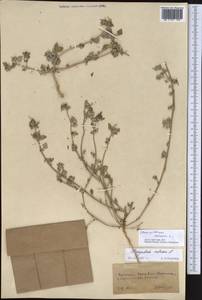 Chenopodium vulvaria L., Middle Asia, Kopet Dag, Badkhyz, Small & Great Balkhan (M1) (Turkmenistan)