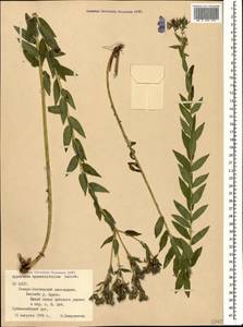Linum hypericifolium Salisb., Caucasus, North Ossetia, Ingushetia & Chechnya (K1c) (Russia)