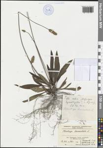 Plantago lanceolata L., Caucasus, Black Sea Shore (from Novorossiysk to Adler) (K3) (Russia)