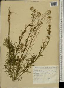 Descurainia sophia (L.) Webb ex Prantl, Mongolia (MONG) (Mongolia)