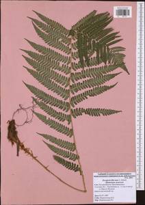 Dryopteris filix-mas (L.) Schott, Eastern Europe, Central region (E4) (Russia)