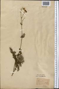 Tanacetopsis mucronata (Regel & Schmalh.) Kovalevsk., Middle Asia, Western Tian Shan & Karatau (M3) (Uzbekistan)
