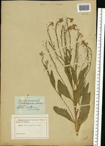 Armoracia rusticana P.Gaertn., B.Mey. & Scherb., Eastern Europe, South Ukrainian region (E12) (Ukraine)
