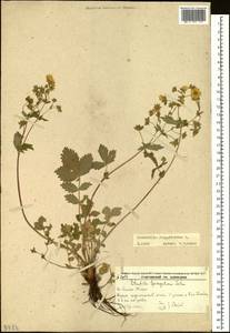 Potentilla fragarioides L., Siberia, Russian Far East (S6) (Russia)