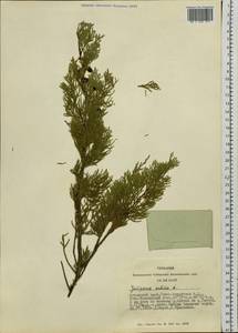 Juniperus sabina L., Siberia, Altai & Sayany Mountains (S2) (Russia)