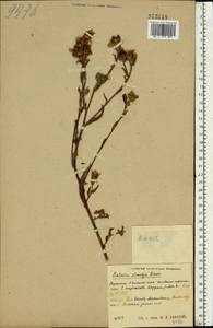 Centaurea stenolepis A. Kern., Eastern Europe, Central region (E4) (Russia)
