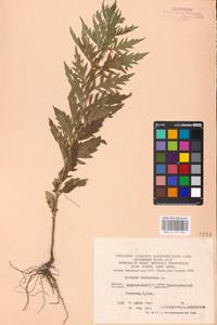 MHA 0 157 862, Lycopus exaltatus L.fil., Eastern Europe, Eastern region (E10) (Russia)