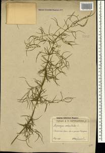 Asparagus verticillatus L., Crimea (KRYM) (Russia)