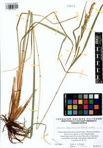 Carex aquatilis Wahlenb., Siberia, Western Siberia (S1) (Russia)