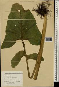 Lactuca macrophylla subsp. macrophylla, Eastern Europe, North-Western region (E2) (Russia)