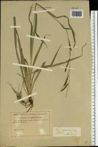 Carex sylvatica Huds., Eastern Europe, North-Western region (E2) (Russia)