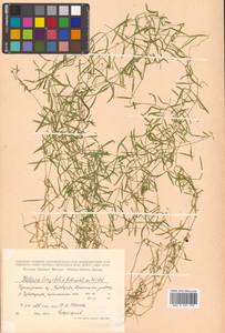 Stellaria longifolia (Regel) Muhl. ex Willd., Siberia, Russian Far East (S6) (Russia)