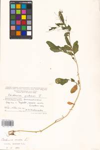 Cardamine amara L., Eastern Europe, Moscow region (E4a) (Russia)