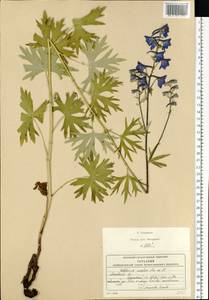 Delphinium cuneatum Stev. ex DC., Eastern Europe, Moscow region (E4a) (Russia)