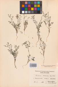 Fumaria schleicheri Soy.-Will., Eastern Europe, Moldova (E13a) (Moldova)