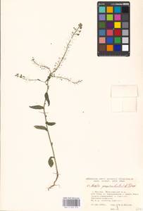 Neslia paniculata (L.) Desv., Eastern Europe, Moscow region (E4a) (Russia)