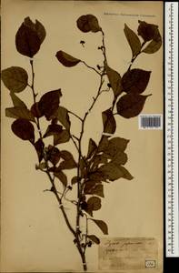 Styrax japonicus Siebold & Zucc., South Asia, South Asia (Asia outside ex-Soviet states and Mongolia) (ASIA) (Japan)
