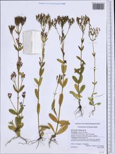 Centaurium erythraea, Western Europe (EUR) (Germany)