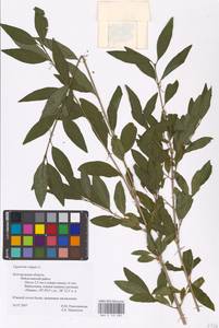 Syringa vulgaris L., Eastern Europe, Central forest-and-steppe region (E6) (Russia)