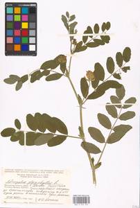 Astragalus glycyphyllos L., Eastern Europe, Moscow region (E4a) (Russia)