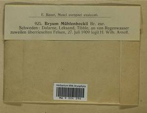 Imbribryum muehlenbeckii (Bruch & Schimp.) N. Pedersen, Bryophytes, Bryophytes - Western Europe (BEu) (Sweden)