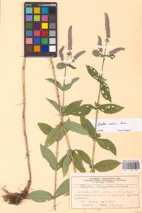 Mentha longifolia var. asiatica (Boriss.) Rech.f., Eastern Europe, Moscow region (E4a) (Russia)
