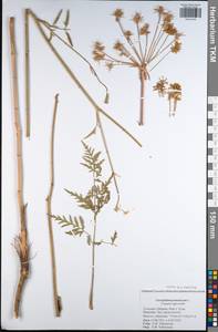 Silphiodaucus prutenicus subsp. prutenicus, Eastern Europe, Central region (E4) (Russia)