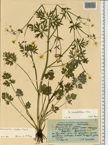 Ranunculus sardous Crantz, Eastern Europe, Middle Volga region (E8) (Russia)