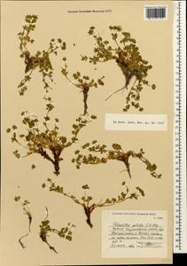 Potentilla crantzii subsp. gelida (C. A. Mey.) Soják, Caucasus, North Ossetia, Ingushetia & Chechnya (K1c) (Russia)