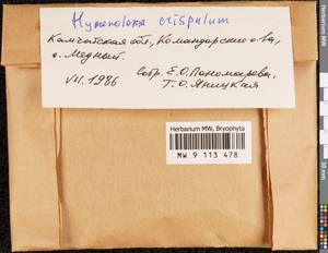 Hymenoloma crispulum (Hedw.) Ochyra, Bryophytes, Bryophytes - Chukotka & Kamchatka (B21) (Russia)