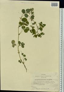 Medicago platycarpos (L.) Trautv., Siberia, Altai & Sayany Mountains (S2) (Russia)