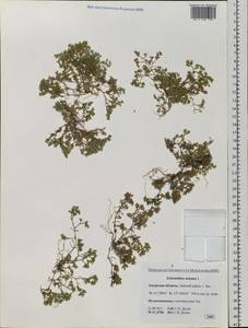 Scleranthus annuus L., Siberia, Russian Far East (S6) (Russia)