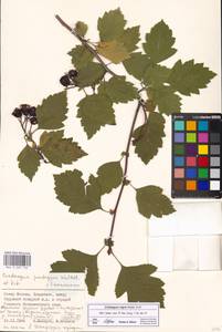 Crataegus nigra Waldst. & Kit., Eastern Europe, Moscow region (E4a) (Russia)