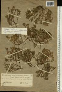 Thymus × dimorphus Klokov & Des.-Shost., Eastern Europe, Lower Volga region (E9) (Russia)