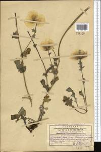 Glaucium fimbrilligerum Boiss., Middle Asia, Western Tian Shan & Karatau (M3) (Kazakhstan)