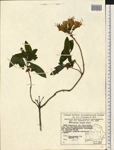 Rhododendron luteum Sweet, Eastern Europe, Belarus (E3a) (Belarus)