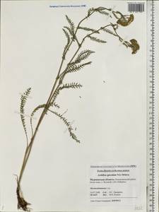 Achillea apiculata Orlova, Eastern Europe, Northern region (E1) (Russia)