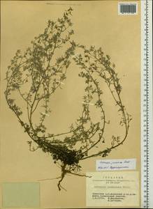 Artemisia jacutica Drobow, Siberia, Altai & Sayany Mountains (S2) (Russia)