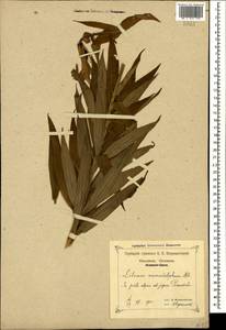 Lilium monadelphum M.Bieb., Caucasus, Krasnodar Krai & Adygea (K1a) (Russia)