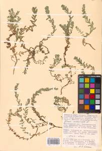 Lysimachia maritima (L.) Galasso, Banfi & Soldano, Eastern Europe, Lower Volga region (E9) (Russia)