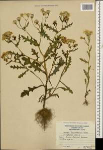Senecio leucanthemifolius subsp. caucasicus (DC.) Greuter, Caucasus, South Ossetia (K4b) (South Ossetia)