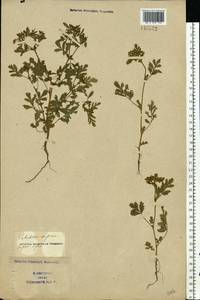 Potentilla supina L., Eastern Europe, South Ukrainian region (E12) (Ukraine)