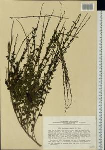 Cytisus scoparius (L.)Link, Eastern Europe, Lithuania (E2a) (Lithuania)