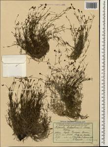 Cynanchica biebersteinii (V.I.Krecz.) P.Caputo & Del Guacchio, Caucasus, Krasnodar Krai & Adygea (K1a) (Russia)