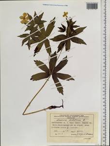 Anemonastrum dichotomum (L.) Mosyakin, Siberia, Central Siberia (S3) (Russia)