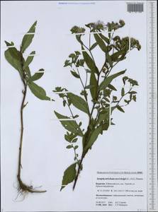 Symphyotrichum novi-belgii (L.) G. L. Nesom, Siberia, Baikal & Transbaikal region (S4) (Russia)