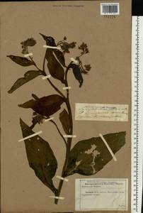 Symphytum officinale L., Eastern Europe, North Ukrainian region (E11) (Ukraine)