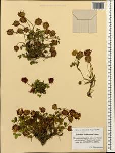Trifolium raddeanum Trautv., Caucasus, Dagestan (K2) (Russia)